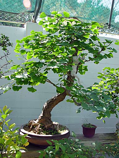 Museo del Bonsai, Marbella (photo Cor Kwant)