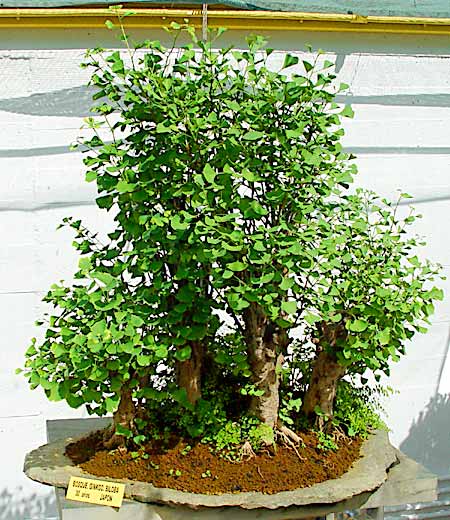 Ginkgo bonsai, Museo del Bonsai, Marbella (photo Cor Kwant)
