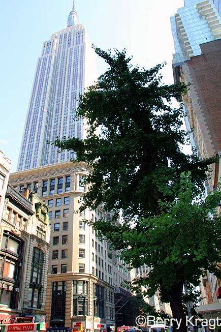 Fifth Avenue and Empire State Building, New York City (photo Berry Kragt)