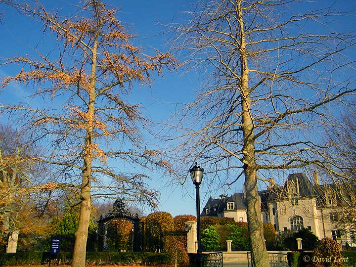 Newport female and male tree (photo David Lent)