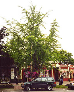 Niagara on the Lake