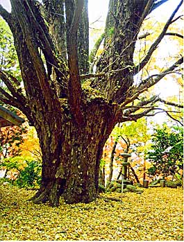 Ochibe, Asuke, Aichi (photo Kato)