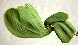 male ohatsuki