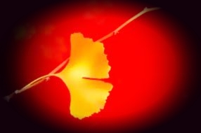 Ginkgo leaf (photo Cor Kwant)