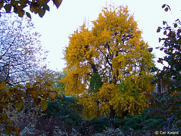Ginkgo biloba, Oude Hortus, Utrecht (photo Cor Kwant)