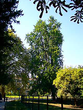 Paris: Jardin des Plantes, at the right of Amphitheater