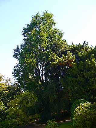 Paris: Jardin des Plantes, near Cabinet d'Histoire