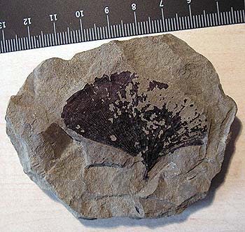 Ginkgo adiantoides, Paleocene, Paskapoo formation