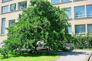 Pendula (photo Cor Kwant)