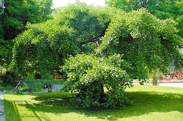 Pendula in Prague (photo Cor Kwant)