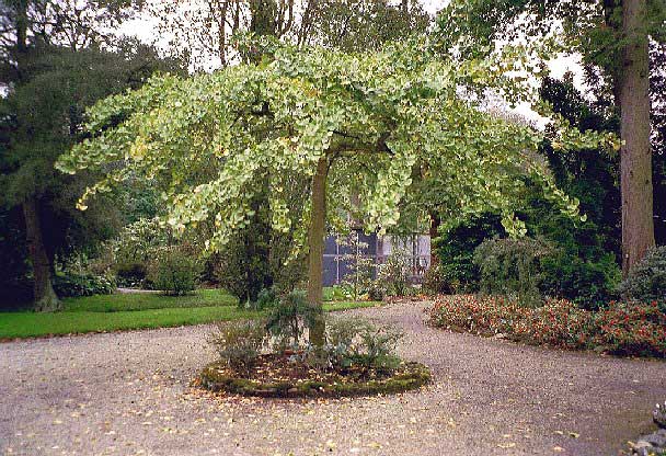 Pendula (photo Cor Kwant)