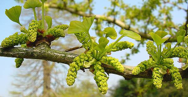 pollen (photo � Cor Kwant)