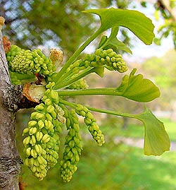 pollen (photo � Cor Kwant)