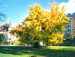 Rastatt