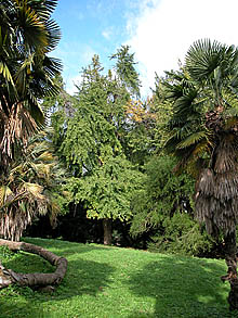 Orto Botanico, Rome (photo Piero Guidoni)