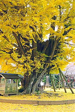 SairenjiTempel, Ibaraki (photo Kato)