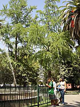 Chile: San Fernando