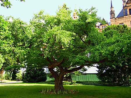 Schwerin castle (photo Wieland Haak)