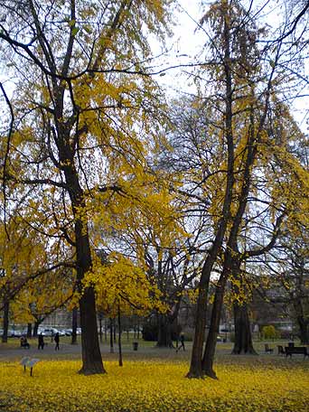 Beograd