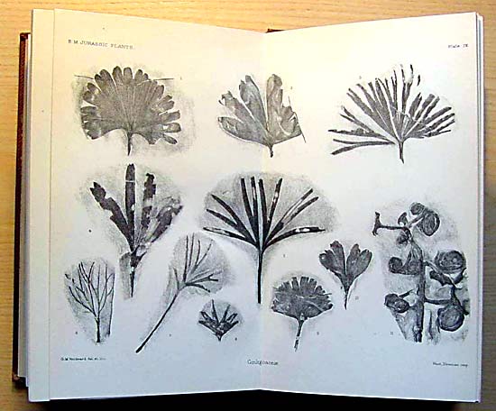 The Jurassic Flora, A.C. Seward 1900