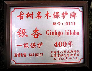 Shanghai Yu garden plate