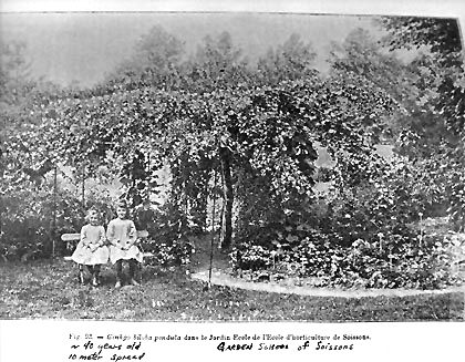 Soissons, Jardin de Ecole (photo Revue Horticole)