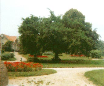 Soissons (photo Bill Manke/Nancy Risser)
