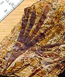 Sphenobaiera ugotheriensis, Benolong, Australia