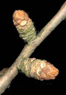 Ginkgo buds (photo Cor Kwant)