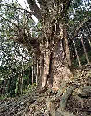 Japan : Aomori Prefecture (photo Takahashi)