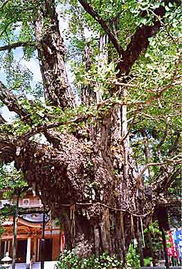 Okayama, Tanjouji (photo A. Kato)
