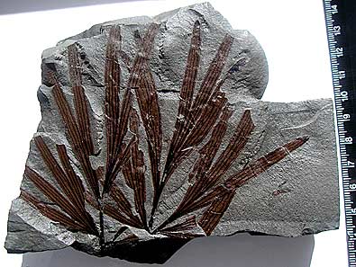 Ginkgo, Triassic, Tasmania