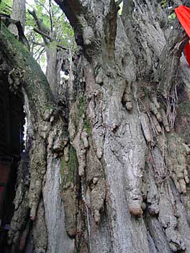 Tianshi