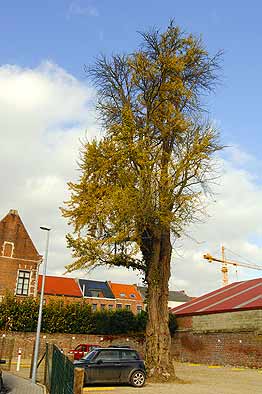 Tienen Danebroekstraat