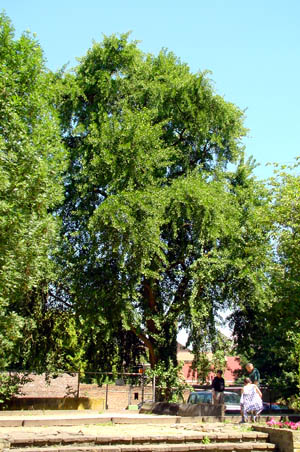 Tienen (photo Cor Kwant)