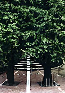Two old ginkgo trees