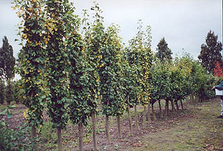 Ginkgo biloba 'Tremonia' (photo Cor Kwant)