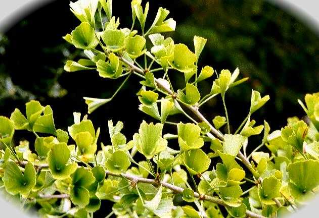 Tubifolia