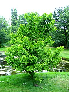 Ginkgo biloba 'Umbrella' (photo Gert Fortgens)