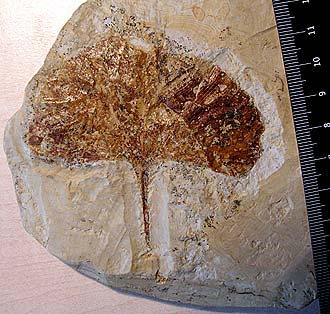 Ginkgo adiantoides, Unterwohlbach Formation