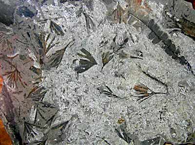 Jurassic fossils (photo Trautnitz)