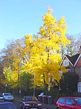 Reading Upper Redlands Road (photo David Scarboro)
