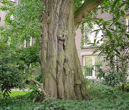 Utrecht (photo Cor Kwant)