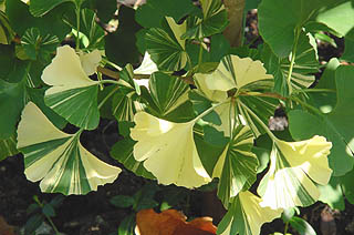 Ginkgo biloba 'Variegata' (photo Cor Kwant)