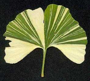 Ginkgo biloba 'Variegata' (photo Cor Kwant)