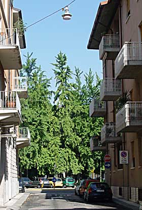 Verona (photo Cor Kwant)