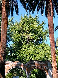 Rome, Villa Scirria (photo Piero Guidoni)