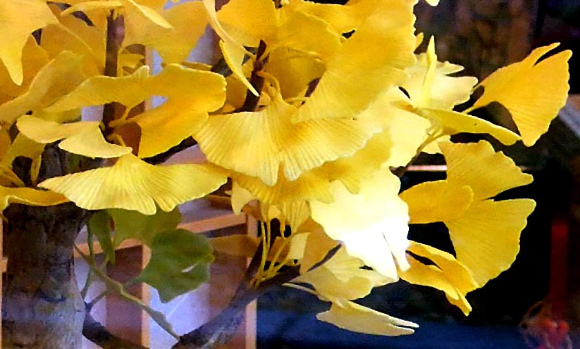 Wagashi art: Ginkgo bonsai (photo Sando Tomoki)