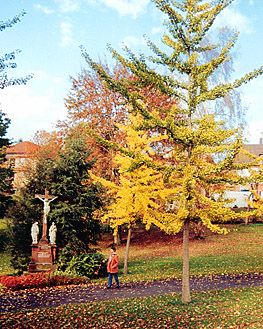 Waldbronn (photo Liviu Craciun)