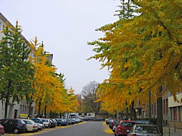 Berlin, Wartenburger Strasse (photo H.-M. Trautnitz)
